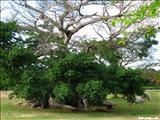 La Ceiba de Vieques - VIEQUES